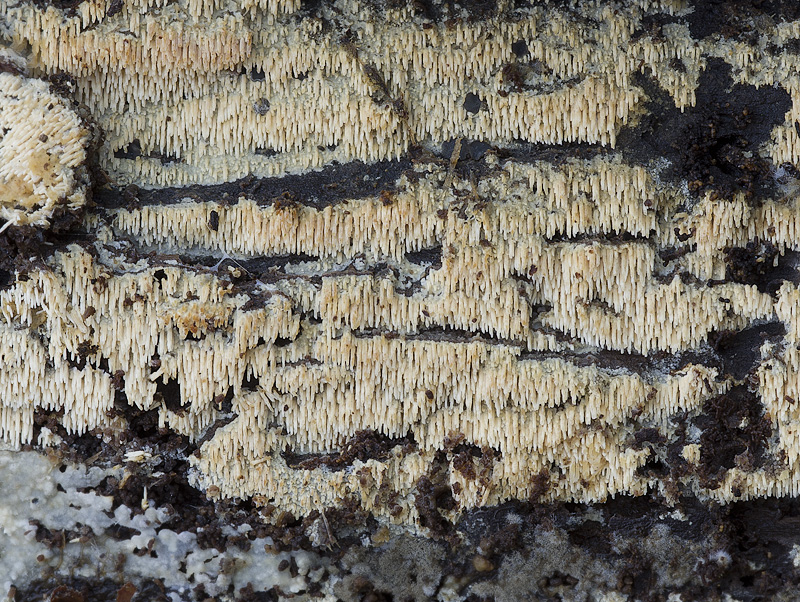 Hyphodontia arguta